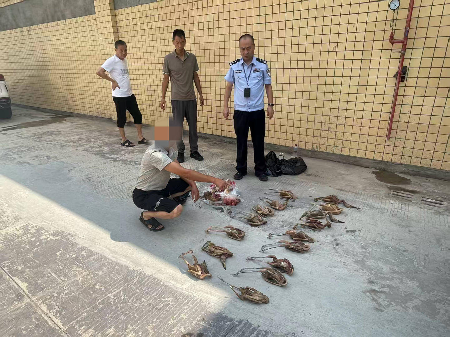 男子非法猎捕19只夜鹭、1只果子狸私下出售，被采取刑事强制措施