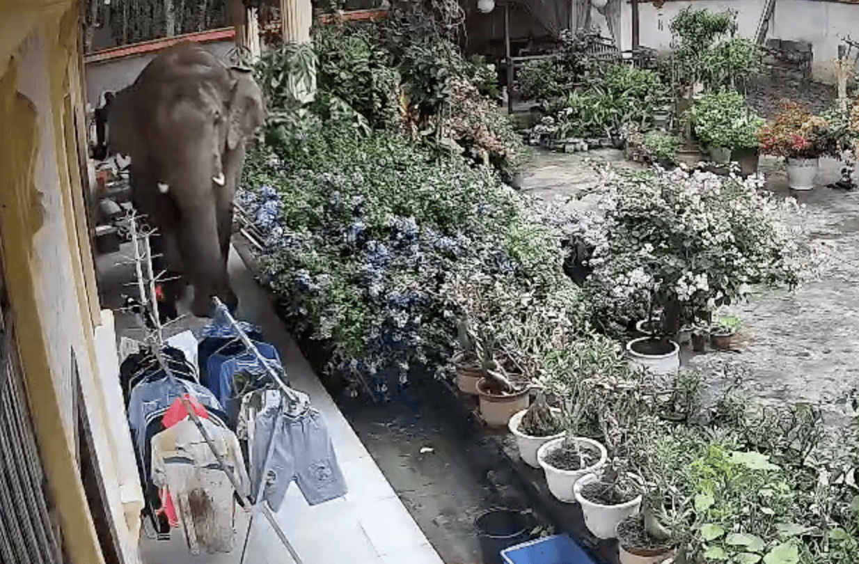 监拍云南勐腊野生大象闯入居民家,顶开铁门后院中散步,野保:如有损失,有专门保险