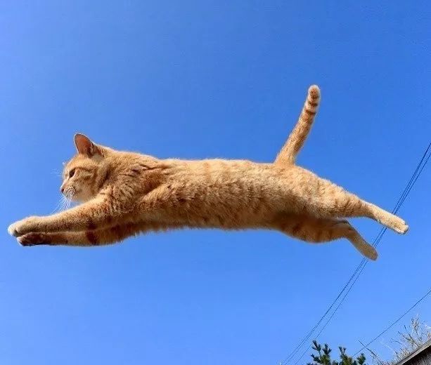飞猫(飞猫健身管理系统)